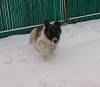 ������ ��� berezsa