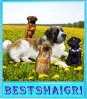 ������ ��� Bestshaigri